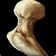 Basilisk Bone