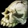 Fractured Necrolyte Skull